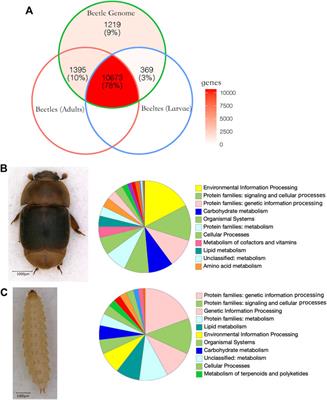 Phylogenetic Analysis of Small Hive Beetles From Native to Introduced Populations